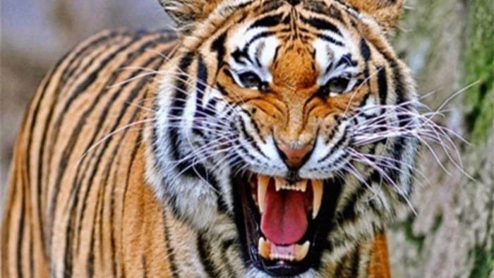 विकास खंड डुंडा खटूखाल में बाघ का आतंक, बाल-बाल बचे दो युवक बाइक सवार युवकों पर बाघ ने किया हमला करने का प्रयास, मैक्स वाहन की वजह से बची जान — ग्रामीणों में दहशत  आज दो युवक बच गए, कल कोई और बच पाएगा—यह जरूरी नहीं।